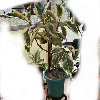 直接取引 フィカス ティネケ 約100cm ゴムの木 観葉植物(その他)