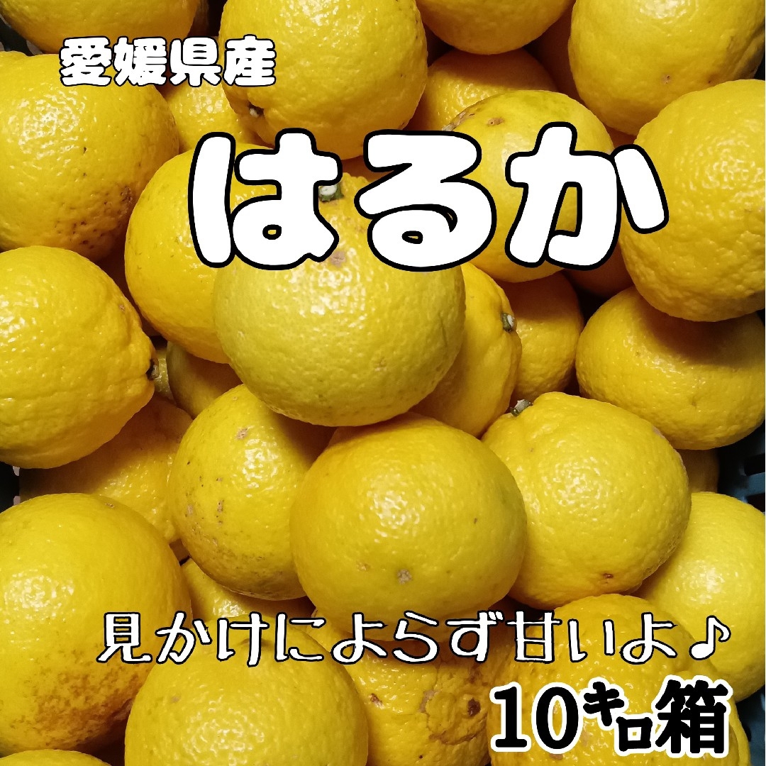 愛媛県産★農家直送★柑橘 はるか 家庭用10キロ 食品/飲料/酒の食品(フルーツ)の商品写真