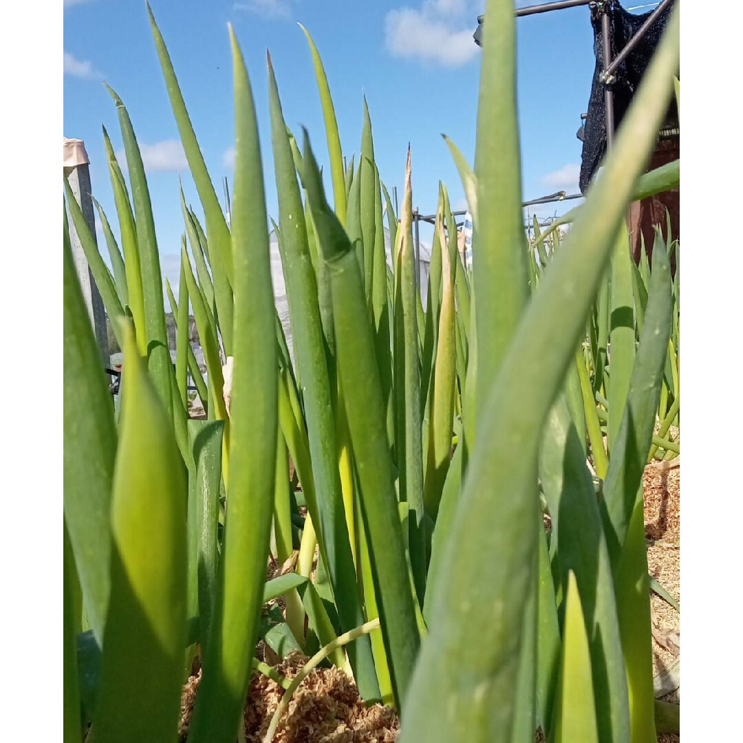 無農薬野菜　野菜詰め合わせ　新鮮　大阪産地直送　仁志様専用 食品/飲料/酒の食品(野菜)の商品写真