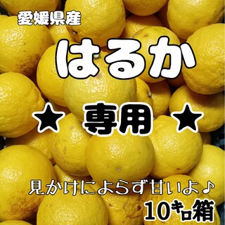 ☆にっくねーむ様☆専用 柑橘 はるか 家庭用10キロ(フルーツ)