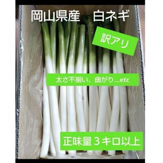 岡山県産　訳アリ　白ネギ　３キロ　農家直送(野菜)