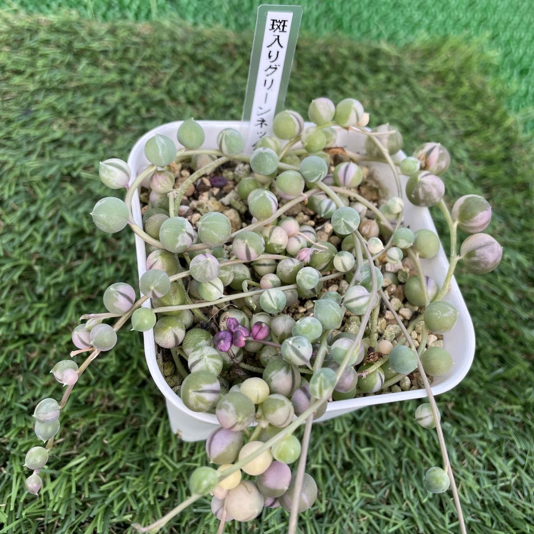 多肉植物　斑入りグリーンネックレス　抜き苗 ハンドメイドのフラワー/ガーデン(その他)の商品写真