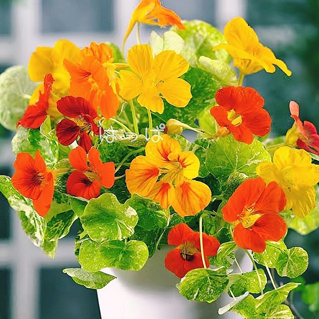 花の種 珍しい斑入りナスタチウム 15粒 ハーブ ハンドメイドのフラワー/ガーデン(その他)の商品写真