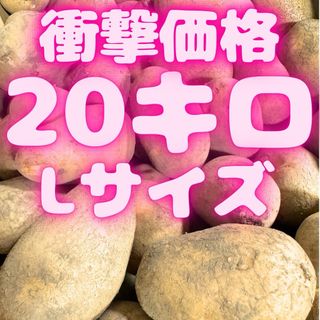 ❗️衝撃価格❗️ジャガイモ　20キロ　Lサイズ　521(野菜)