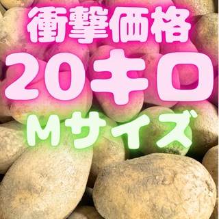 ❗️衝撃価格❗️ジャガイモ　20キロ　Mサイズ　516(野菜)