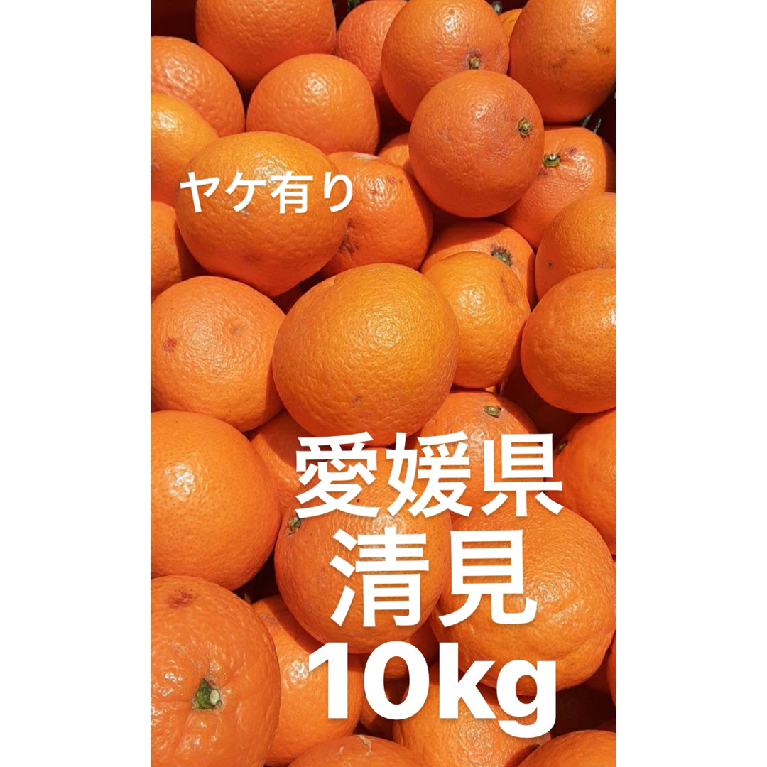 愛媛県産　清見　柑橘　ヤケ有り　10kg 食品/飲料/酒の食品(フルーツ)の商品写真