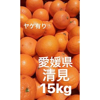 愛媛県産　清見　柑橘　15kg(フルーツ)