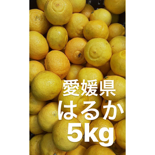 愛媛県産　はるか　柑橘　5kg(フルーツ)