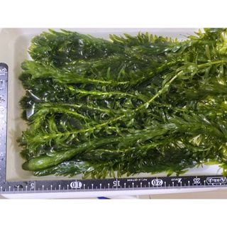 お買い得 アナカリス20cm以上20本 水草産卵床産卵用日陰作り隠れ家金魚メダカ(アクアリウム)