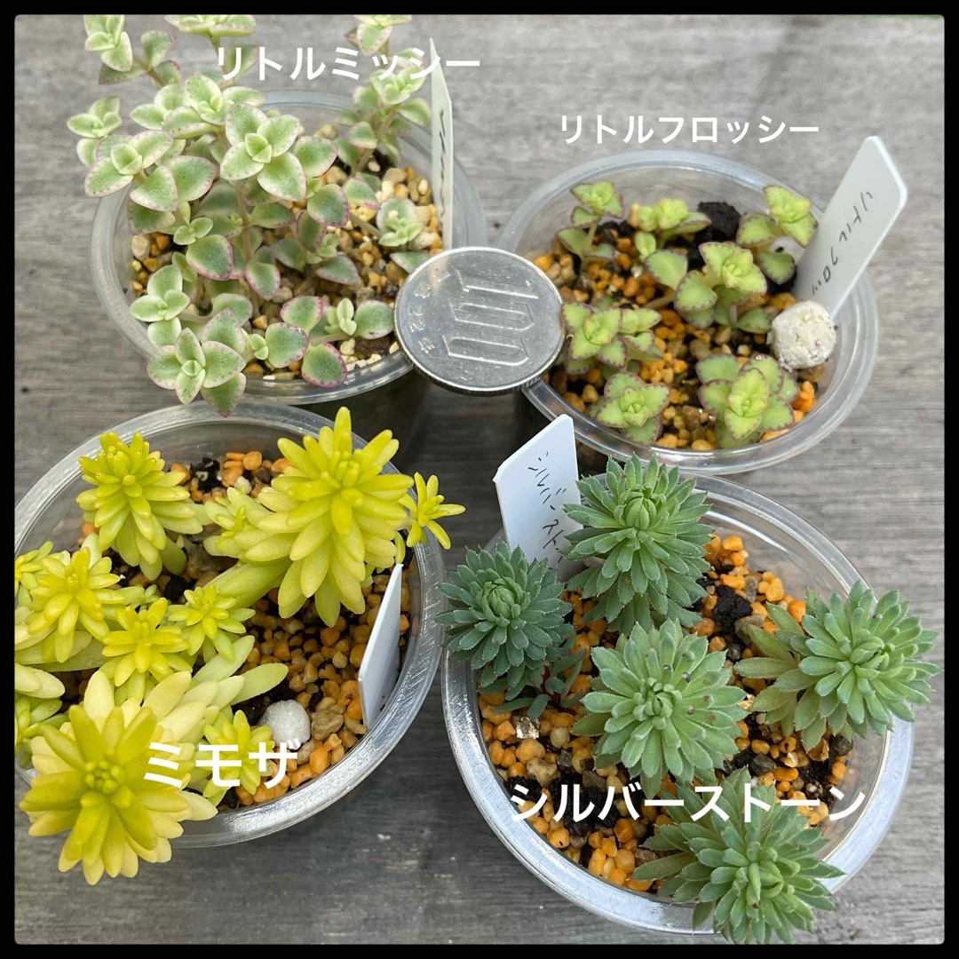 多肉植物　選べる　3点セット　セダム　根付き ハンドメイドのフラワー/ガーデン(その他)の商品写真