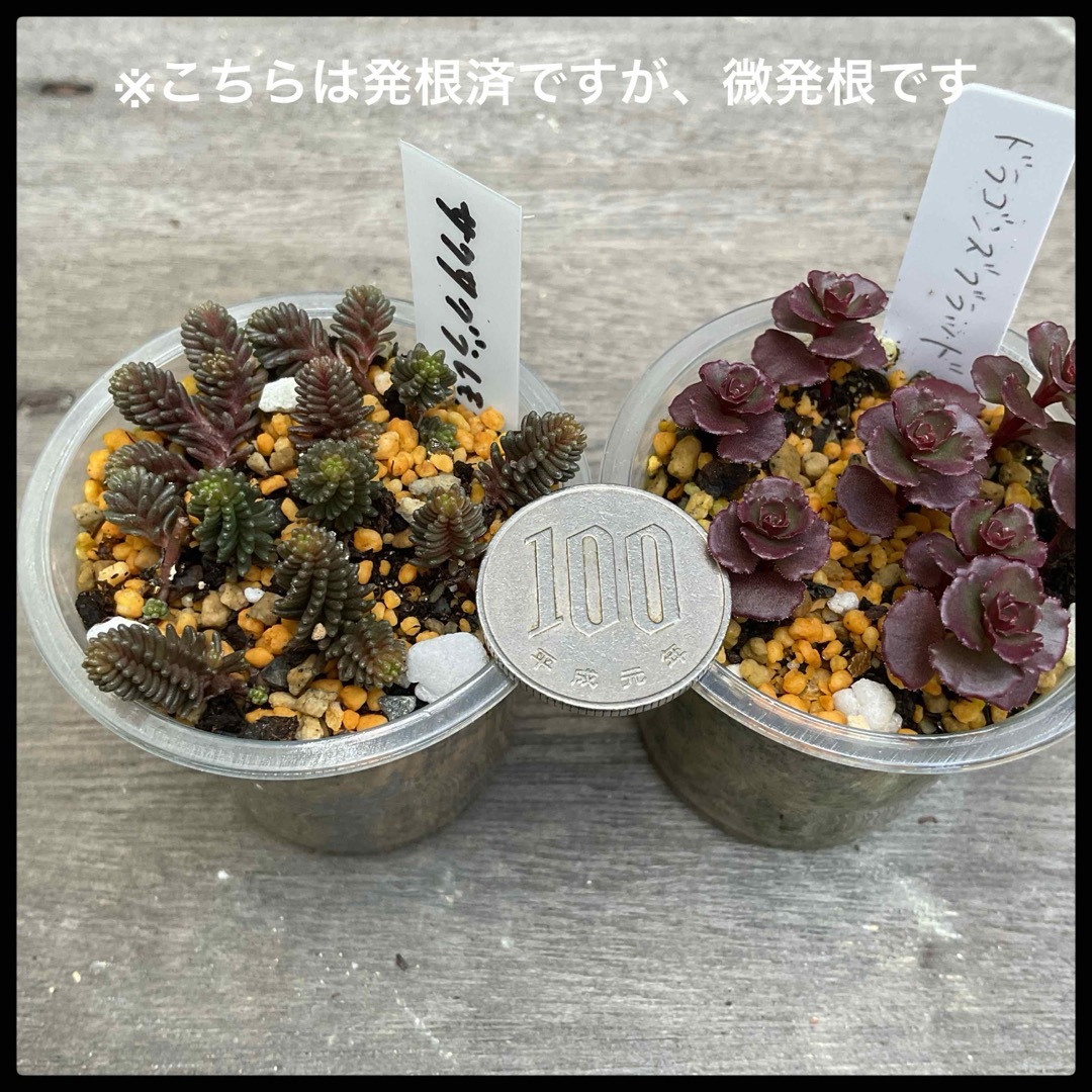 多肉植物　選べる　3点セット　セダム　根付き ハンドメイドのフラワー/ガーデン(その他)の商品写真