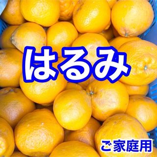 はるみ みかん ご家庭用  約5kg(フルーツ)