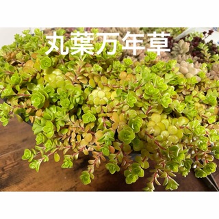 多肉　丸葉万年草　(その他)