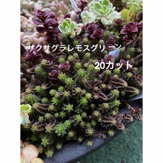 多肉　サクサグラレモスグリーン　20カット(その他)