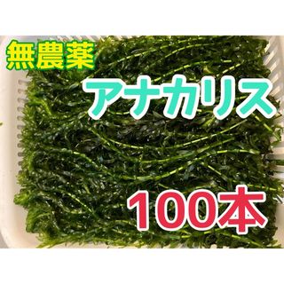 お得無農薬アナカリス100本 20cm以上オオカナダモ金魚藻エビ金魚メダカ淡水魚(アクアリウム)