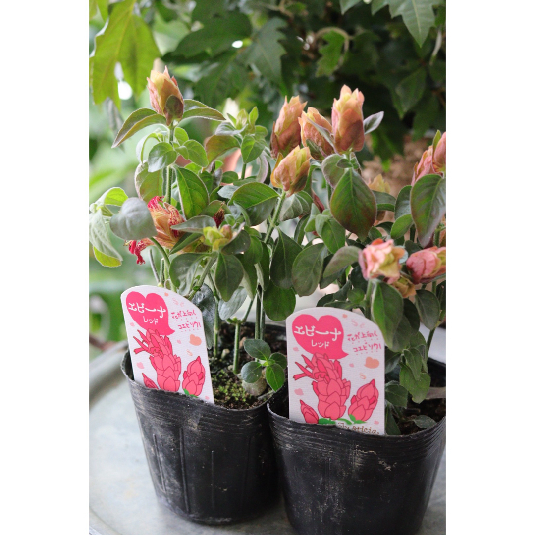 個性的お花❤︎エビーナ レッド2苗セット ハンドメイドのフラワー/ガーデン(その他)の商品写真