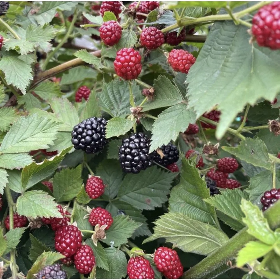 ブラックベリーの種、たっぷり30粒ちょっと 無農薬 食品/飲料/酒の食品(フルーツ)の商品写真