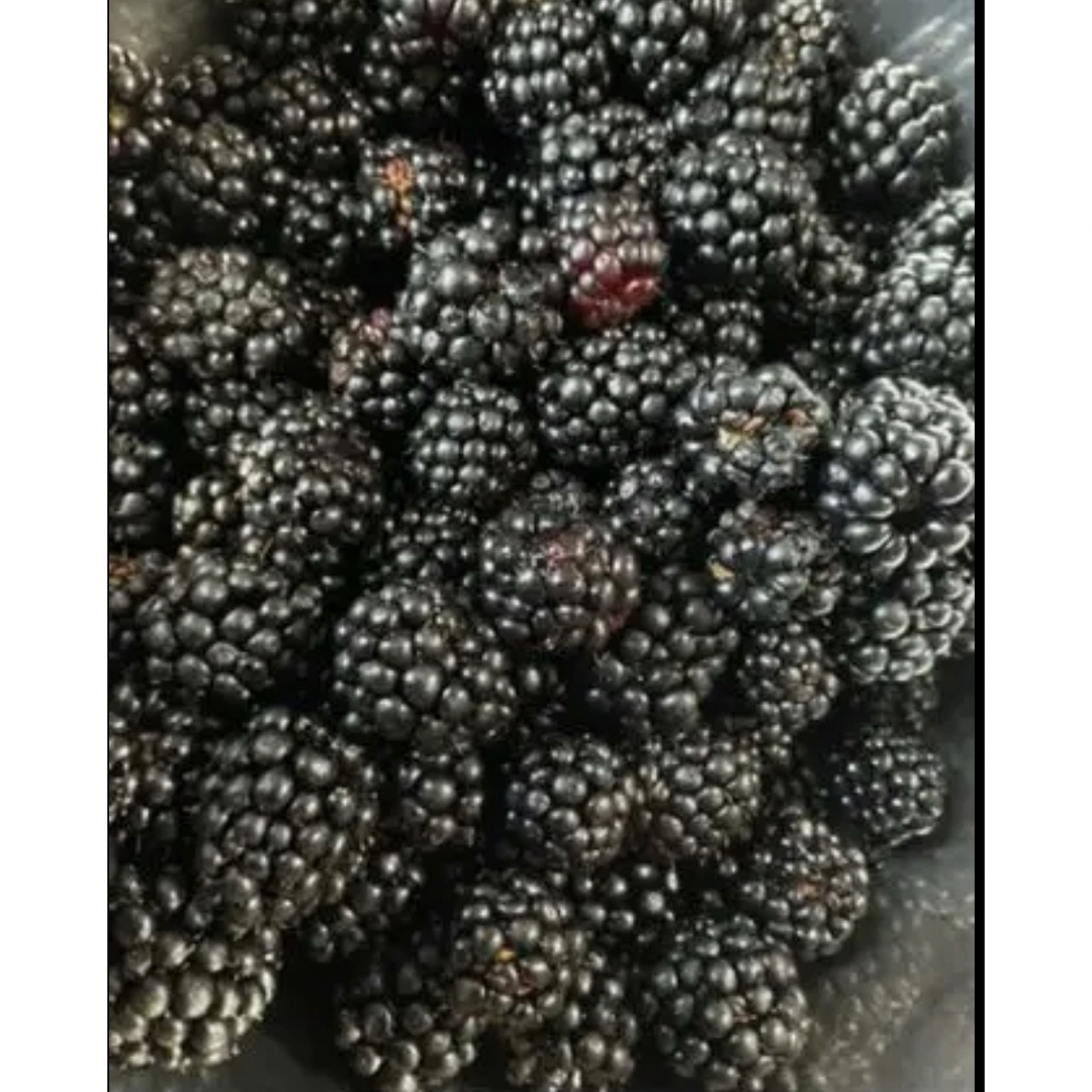 ブラックベリーの種、たっぷり30粒ちょっと 無農薬 食品/飲料/酒の食品(フルーツ)の商品写真