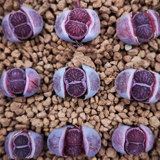 レア　多肉植物　リトープス  紫菊章玉　1.2cm  抜き苗　1株(その他)