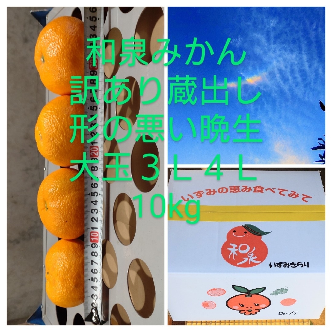 和泉みかん訳あり形の悪い蔵出し晩生大玉10kg 食品/飲料/酒の食品(フルーツ)の商品写真