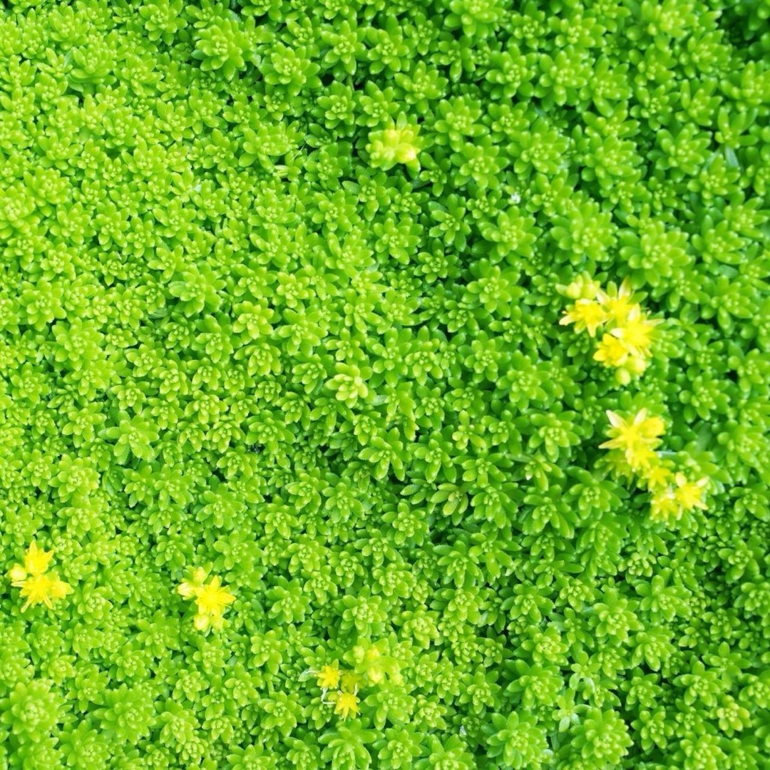 【売切次第終了！】セダム☆アクレ 花の種 約50粒！ ハンドメイドのフラワー/ガーデン(プランター)の商品写真