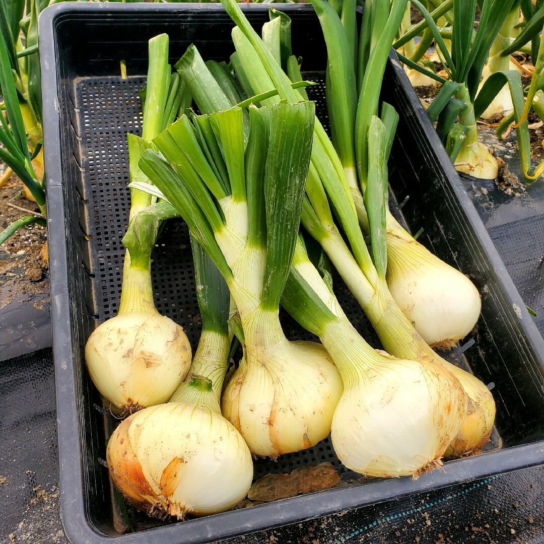 淡路島新玉ねぎ🧅特選美味玉ねぎ3kg 食品/飲料/酒の食品(野菜)の商品写真