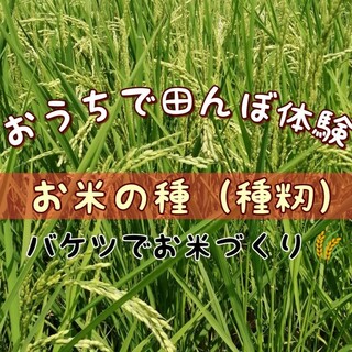 【お家で田んぼ体験】お米の種30g　種籾　自然農コシヒカリ　バケツ稲に(米/穀物)