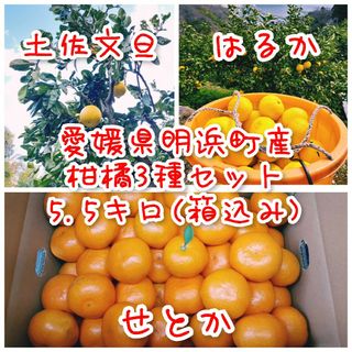 【愛媛県明浜町産】はるか せとか 土佐文旦 柑橘3種セット 5.5キロ(箱込み)(フルーツ)