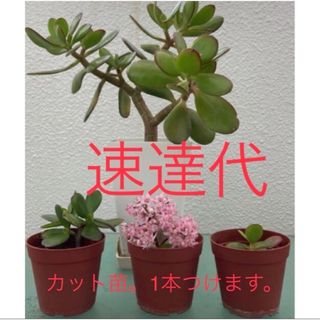 🪴❷ 🚚　速達代　🌿　購入された苗を《速達》で発送。オマケに🌿付きます(プランター)