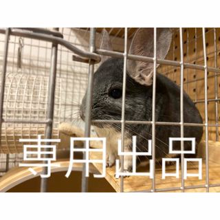 キティにゃん♪様専用出品 小動物用乾燥おやつセット(小動物)