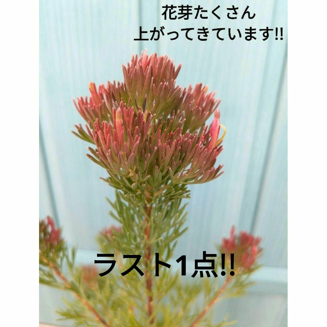 ふわふわの柔らかなシルバーリーフ　☘　アデナンサス　カンガミー　☘　苗 ハンドメイドのフラワー/ガーデン(その他)の商品写真