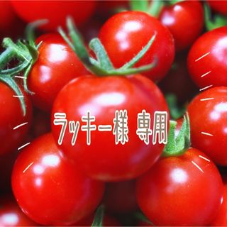 ミニトマト　MIX８ｋｇ(野菜)