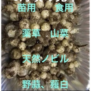 畑の横自生している  ノビル野蒜♪薬用♪苗用♪食用■100本＋〆(プランター)