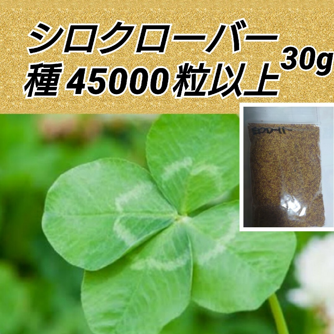 ホワイトクローバー 花種 たっぷり45000粒以上 ハンドメイドのフラワー/ガーデン(プランター)の商品写真