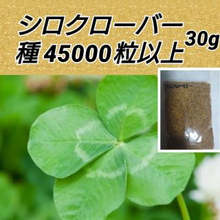 ホワイトクローバー 花種 たっぷり45000粒以上(プランター)