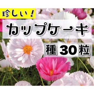 カップケーキ　コスモス　種(その他)