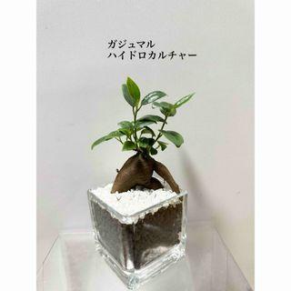 ガジュマル　　ハイドロカルチャー　観葉植物(ドライフラワー)