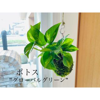 ポトス"グローバルグリーン"の苔玉(その他)