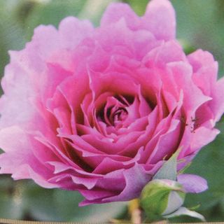 薔薇苗　波状花弁　ピンク　バラ　フリル薔薇　鉢苗(プランター)