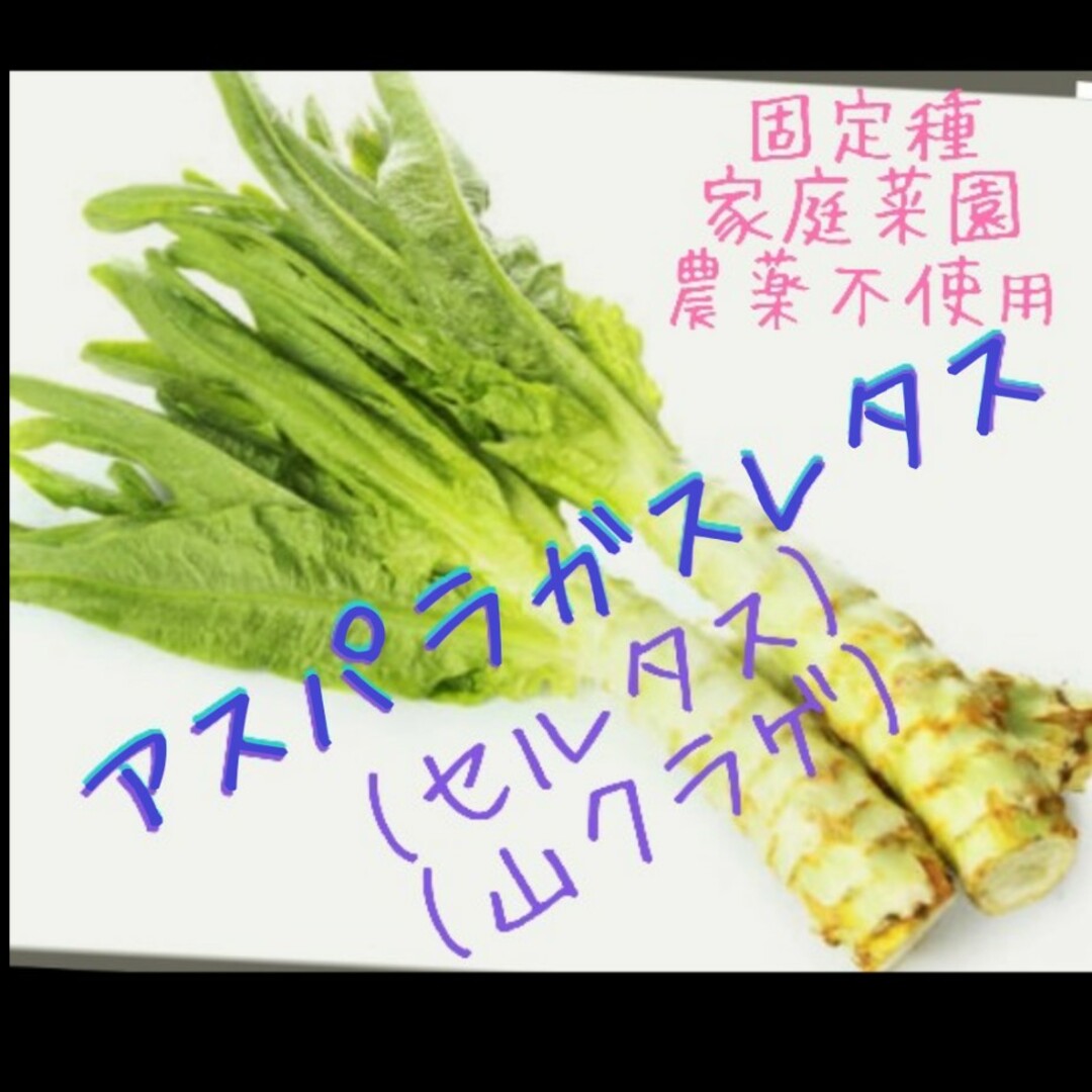 自家採取 アスパラガスレタス🥬種 100粒 食品/飲料/酒の食品(野菜)の商品写真