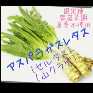 自家採取 アスパラガスレタス🥬種 100粒(野菜)