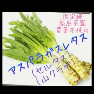 自家採取 アスパラガスレタス🥬種 50粒(野菜)