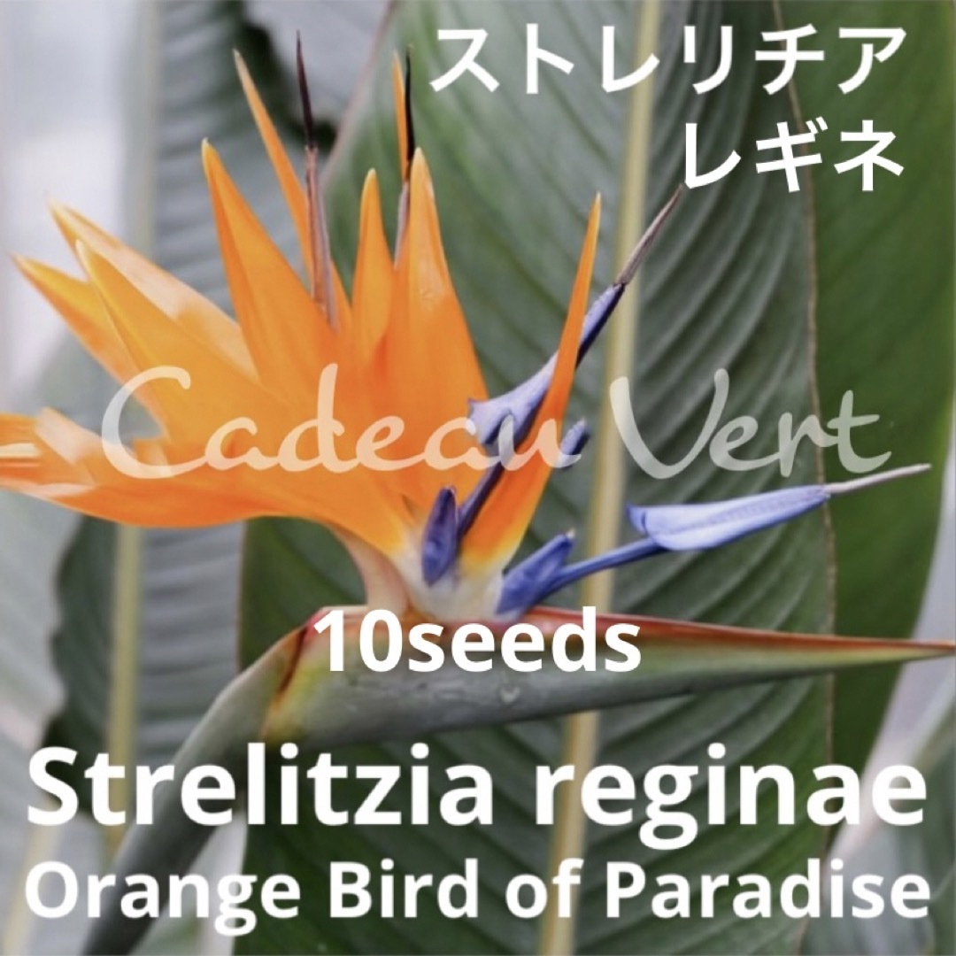 極楽鳥花★Strelitzia reginaeストレリチアレギネ種子10粒＋1粒 インテリア/住まい/日用品のインテリア/住まい/日用品 その他(その他)の商品写真