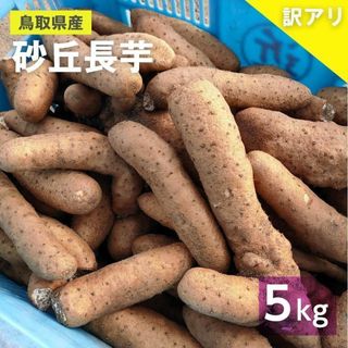 【訳あり】砂丘ながいも　長芋　とりたて 5kg程度　とろろ　ねばり　山芋　バラ(野菜)