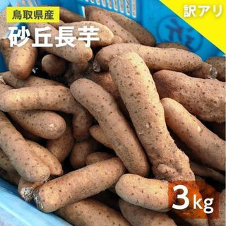 【訳あり】砂丘ながいも　長芋　とりたて 3kg程度　とろろ　ねばり　山芋　バラ(野菜)