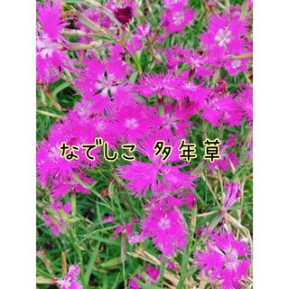 カワラナデシコ 100粒 花の種(その他)