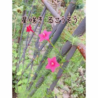 ルコウソウ 花の種 50粒(その他)