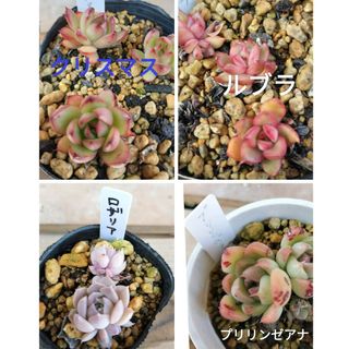 寄せ植え　小苗４種セット(その他)