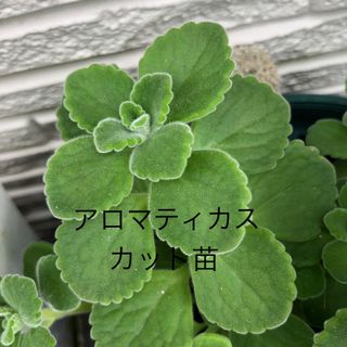 アロマティカス カット苗(その他)