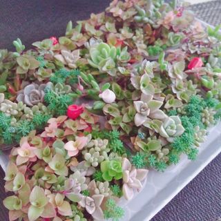 四角寄せ植え 即購入可OK❤土付き  根付き 多肉植物 寄せ植え セダム(プランター)